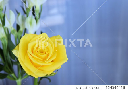 Yellow roses blooming on the windowsill 124340416