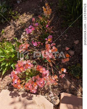 Lewisia Cotyledon in Full Bloom with Vibrant Pink and Orange Flowers 124340428