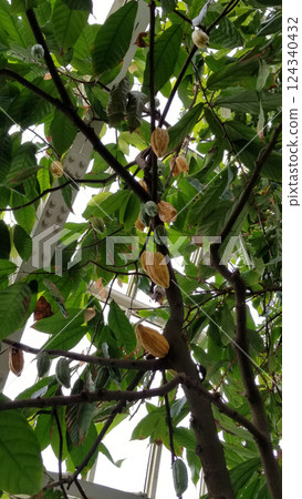 Cocoa Bean Pods Growing on Tree in a Tropical Greenhouse with Lush Green Foliage Cocoa Bean Pods Growing on Tree in a Tropical Greenhouse with Lush Green Foliage 124340432