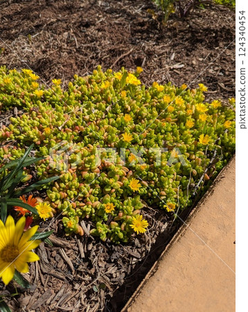Vibrant Yellow Ice Plant Blooms Thrive in Sunlit Garden Bed Next to Pathway 124340454