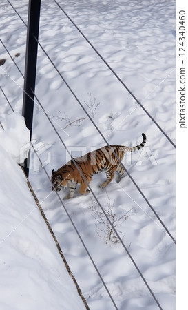 Tiger Walking Through Snow in a Controlled Habitat at a Wildlife Sanctuary Tiger Walking Through Snow in a Controlled Habitat at a Wildlife Sanctuary 124340460