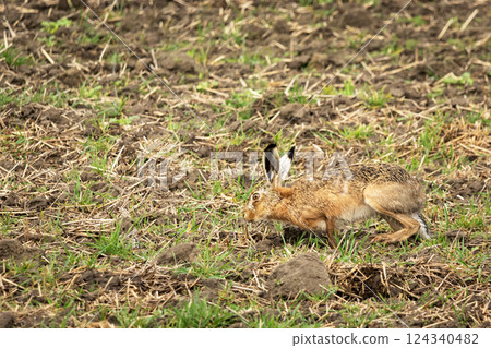 Camouflaged hare in a field 124340482