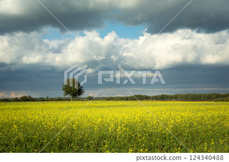 A single tree growing in a rapeseed field and a cloudy summer sky A single tree growing in a rapeseed field and a cloudy summer sky 124340488