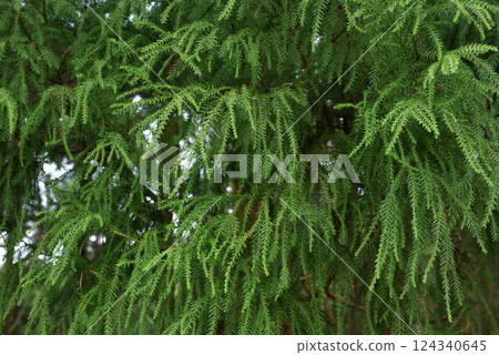 杉木的針葉特寫 124340645