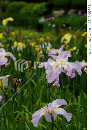 The irises that bloomed in early summer 124340768
