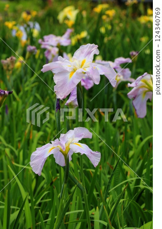 light purple iris flower light purple iris flower 124340769