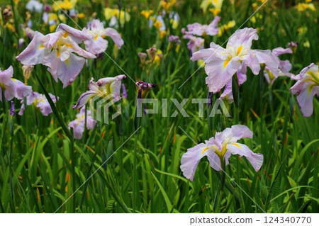 Light purple iris 124340770