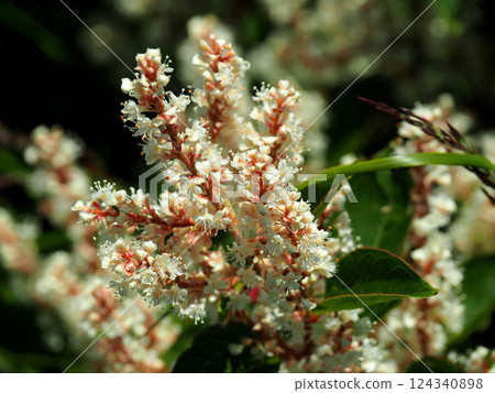 Mount Fuji's Flower: Ontade (Japanese knotweed) 124340898
