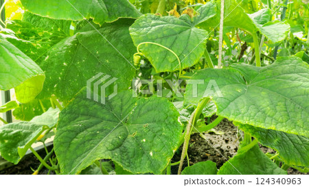 close-up of a cucumber plant growing in a greenhouse with stems tied with strings close-up of a cucumber plant growing in a greenhouse with stems tied with strings 124340963
