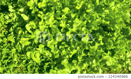 close-up of fresh green lettuce leaves growing on a vegetable garden bed in the open ground, top view close-up of fresh green lettuce leaves growing on a vegetable garden bed in the open ground, top view 124340966