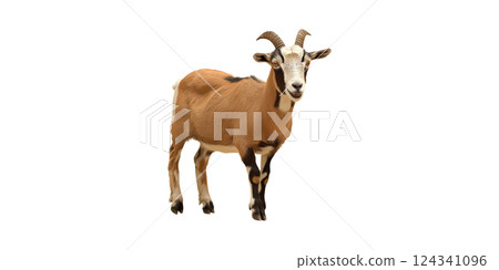 Goat Standing. Livestock And Agriculture Concept Isolated On Transparent Background 124341096