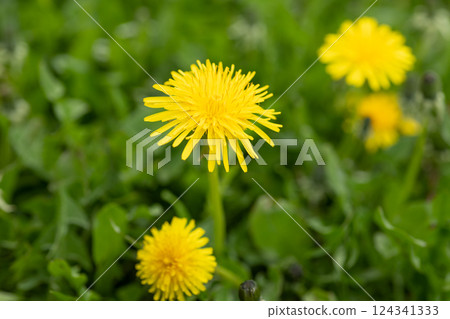 summer dandelion flower. dandelion flower in grass. image of dandelion flower. summer dandelion flower. dandelion flower in grass. image of dandelion flower. 124341333