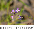Close up of the Raphanus Caudatus Flowers, blurred background 124341496