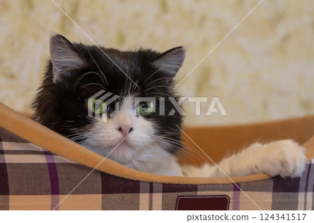 Beautiful Cat Persian breed lies in a cat bed indoors and looks away. Black and white color, green eyes. Metis. Close-up, selective focus. 124341517