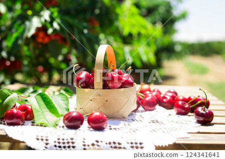 Still life of cherries in wicker basket on table in garden 124341641