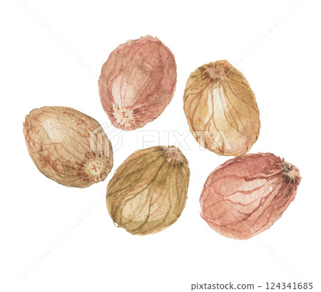肉荳蔻水彩畫 肉荳蔻水彩畫 124341685