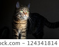 a beautiful striped cat with green eyes, on which a ray of sun falls, looks into the distance 124341814