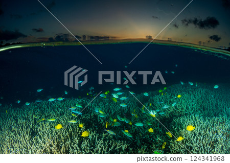 A flock of yellow tangs, Ogasawara, Tokyo 124341968