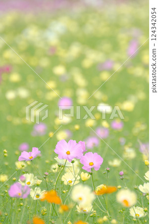 Pink cosmos in the flower field Pink cosmos in the flower field 124342054