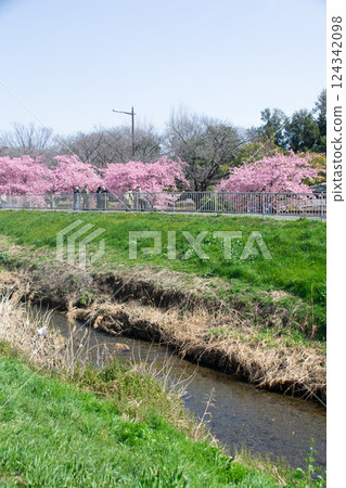 Cherry blossoms along the Egawa River Cherry blossoms along the Egawa River 124342098