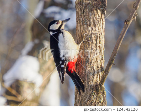 Great spotted woodpecker (Dendrocopos major) is medium-sized woodpecker with pied black and white plumage and red patch on the lower belly. Female of Great spotted woodpecker on tree trunk in winter 124342120