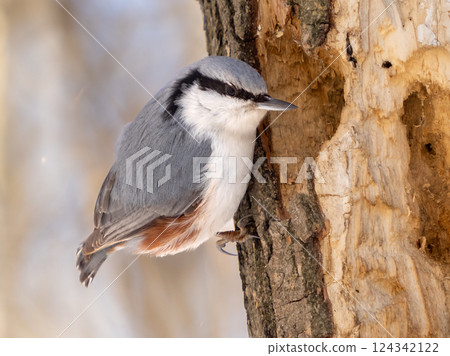 Close-up portrait of Nuthatch perched or Sitta europaea on tree trunk in winter park Close-up portrait of Nuthatch perched or Sitta europaea on tree trunk in winter park 124342122