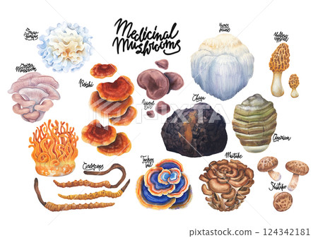 Realistic watercolor collection of medicinal mushrooms isolated on a white background Realistic watercolor collection of medicinal mushrooms isolated on a white background 124342181