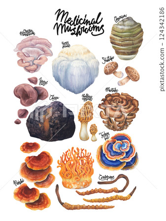 Realistic watercolor collection of medicinal mushrooms isolated on a white background Realistic watercolor collection of medicinal mushrooms isolated on a white background 124342186