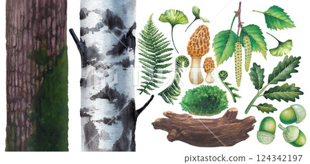 Watercolor botanical collection of a various forest plants isolated on a white background 124342197