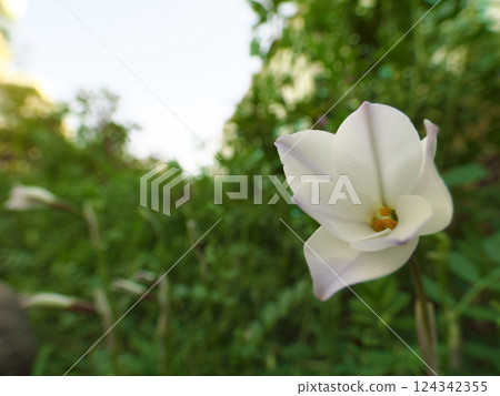 A single blooming lily of the valley at Magome Matsubara Children's Park in Magome, Ota Ward, Tokyo 124342355