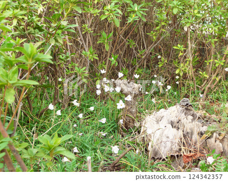 A single patch of rotting wood surrounded by flowering canopy at Magome Matsubara Children's Park in Ota Ward, Tokyo. A single patch of rotting wood surrounded by flowering canopy at Magome Matsubara Children's Park in Ota Ward, Tokyo. 124342357