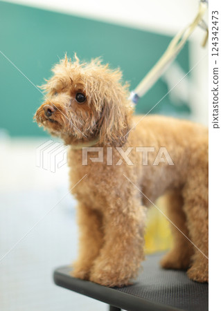 Toy poodle being cut at a grooming salon 124342473