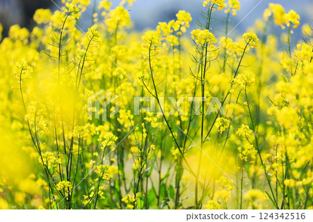 Rapeseed field 124342516