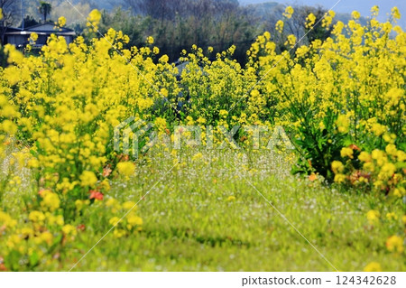 Rapeseed field Rapeseed field 124342628