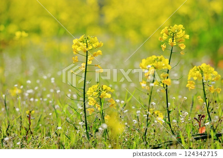 強姦開花 124342715