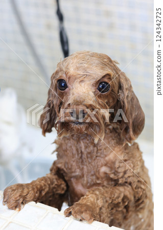 Toy poodle being shampooed at a grooming salon 124342725