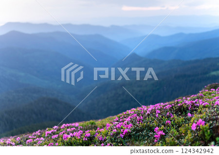Vibrant rhododendron flowers blanketing mountain slopes Vibrant rhododendron flowers blanketing mountain slopes 124342942