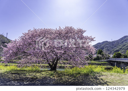 Kawazu Sakura in Minamiizu Town Kawazu Sakura in Minamiizu Town 124342979
