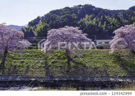 南伊豆町的川津櫻 124342994