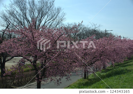 Row of cherry trees Row of cherry trees 124343165