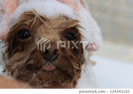 Toy poodle being shampooed at a grooming salon 124343181
