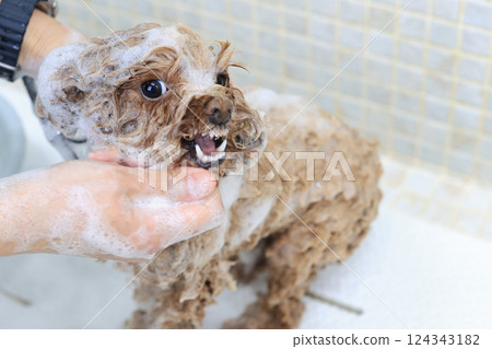 Toy poodle being shampooed at a grooming salon 124343182