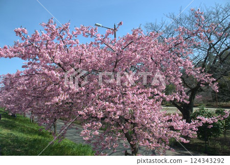 Kawazu cherry tree 124343292