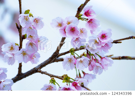 Newly bloomed cherry blossoms Newly bloomed cherry blossoms 124343396