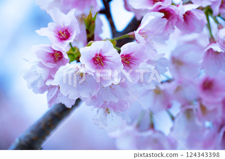 Newly bloomed cherry blossoms 124343398