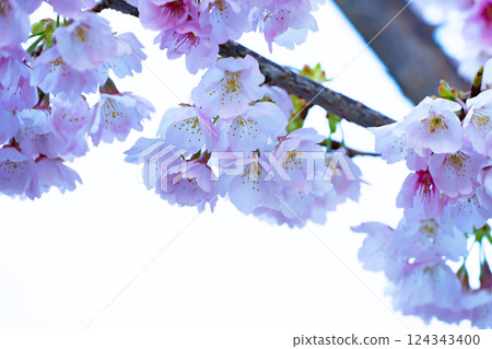 Newly bloomed cherry blossoms 124343400