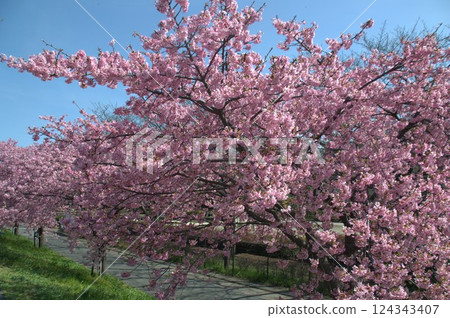 Sakura Namiki 124343407