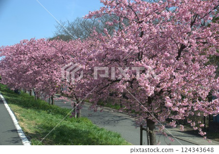 Cherry blossoms along the Egawa River 124343648