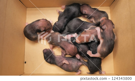 Little recently born hamsters in a cardboard box. 124343800