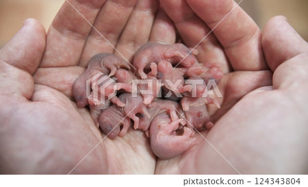 Newborn bald hamsters in the hands of man. 124343804